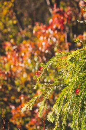 Téléchargez les photos : Couches d'arbres au feuillage automnal coloré, téléobjectif tourné à faible profondeur de champ - en image libre de droit