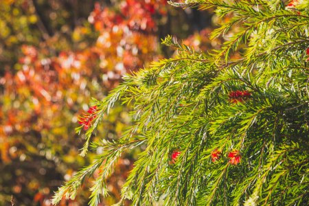 Baumschichten mit buntem Herbstlaub, Teleaufnahmen in geringer Schärfentiefe