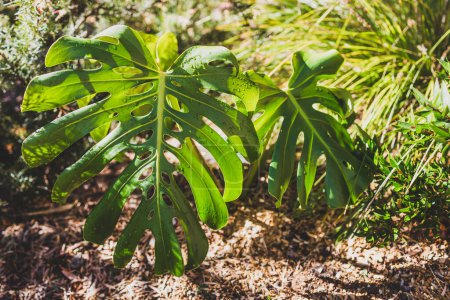 Téléchargez les photos : Monstera deliciosa plante en plein air dans la cour ensoleillée avec des gouttelettes sur ses feuilles, gros plan à faible profondeur de champ - en image libre de droit