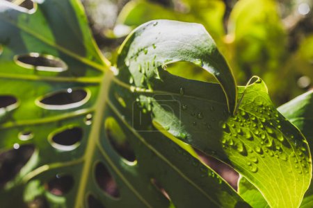 Téléchargez les photos : Monstera deliciosa plante en plein air dans la cour ensoleillée avec des gouttelettes sur ses feuilles, gros plan à faible profondeur de champ - en image libre de droit