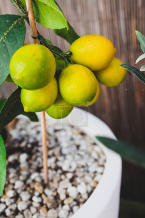 Téléchargez les photos : Mûrir citrons sur petit agrumes en pot blanc en plein air dans le jardin ensoleillé tourné sous la lumière du soleil forte - en image libre de droit