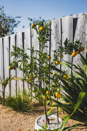 Téléchargez les photos : Mandarine oranger en pot blanc en plein air dans le jardin ensoleillé tourné sous la lumière du soleil forte - en image libre de droit