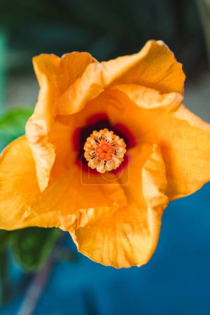 Téléchargez les photos : Fleur d'hibiscus cubain aux tons jaunes intenses en plein air dans la cour ensoleillée, gros plan - en image libre de droit