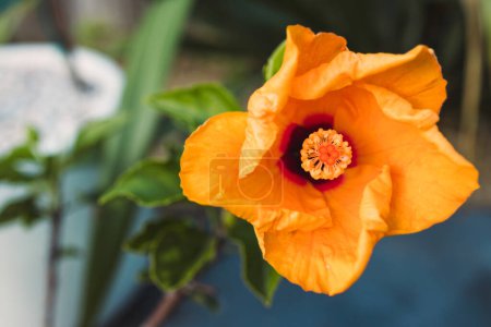Téléchargez les photos : Fleur d'hibiscus cubain aux tons jaunes intenses en plein air dans la cour ensoleillée, gros plan - en image libre de droit