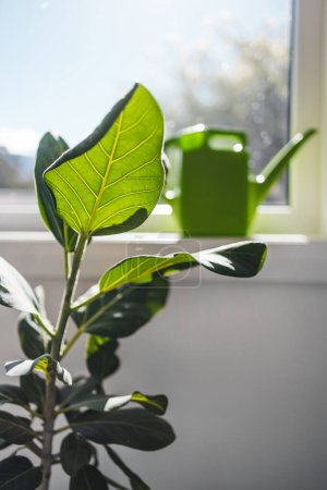 Téléchargez les photos : Violon feuille figue intérieur par la fenêtre avec la lumière du soleil brillant à travers et arrosoir vert en arrière-plan, prenant soin des plantes à la maison et jardinage d'intérieur - en image libre de droit