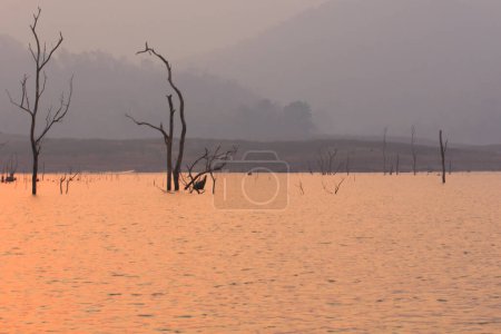 Téléchargez les photos : Dry tree in Mawngad Dam, Chiangmai Thailand, lanscape - en image libre de droit