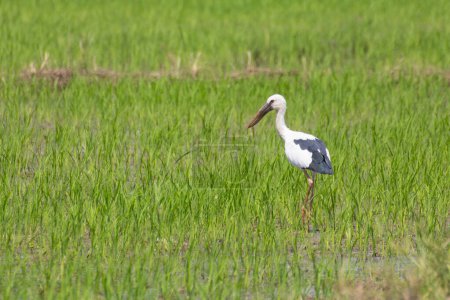 Foto de Open-billed stork in rice field - Imagen libre de derechos