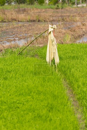Foto de Espantapájaros en campo de arroz verde - Imagen libre de derechos