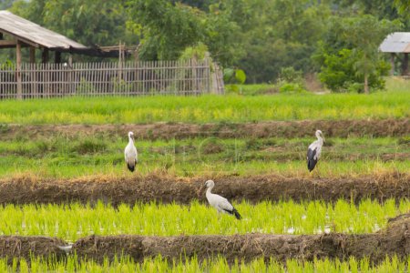 Foto de Open-billed stork in rice field - Imagen libre de derechos