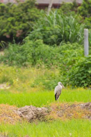 Open-billed stork in rice field