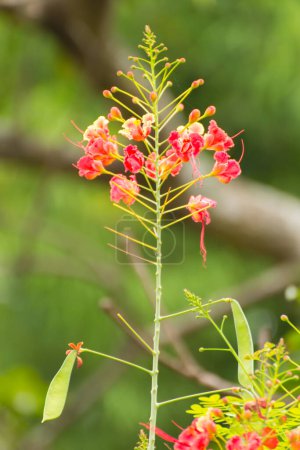 Red Peacock Flower, Flam-boyant, The Flame Tree, Royal Poinciana