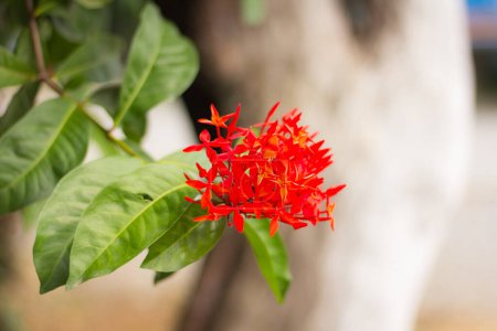 Red Ixora flower nature 