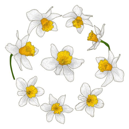 Illustration for Beautiful blooming daffodil flower set.Buds with white and yellow petals for the wedding and romantic Spring mood decor.Floral collection in doodle style.Color vector illustration. Isolated on white - Royalty Free Image