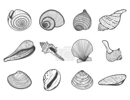 A set of empty seashells. The sketch shells of molluscs, shellfish, mussels, Nautilus. The engraved drawing is hand drawn. Doodle style. Black and white illustration isolated on a white background