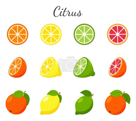 Illustration for Set of fruit and citrus icons. Orange, grapefruit, lime and lemon. Whole fruit, half cut and slices. Collection in a flat design. Color vector illustration isolated on a white background - Royalty Free Image