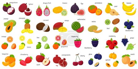 Illustration for A large set of tropical, exotic, citrus fruits with names. Fruit and berry icons. Whole fruit, half cut and slices. Huge collection.Flat . Color vector illustration. Design elements isolated on white - Royalty Free Image