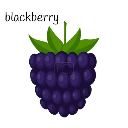 Illustration for Blackberries with leaves. A single illustration. Fruit, berry icon. Flat design. Color vector illustration isolated on a white background - Royalty Free Image
