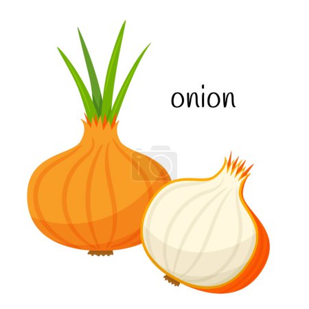 Illustration for Onion whole and half in cross section. Vegetable, ingredient, food packaging design element, recipes, menu. Isolated on white vector illustration in flat style - Royalty Free Image