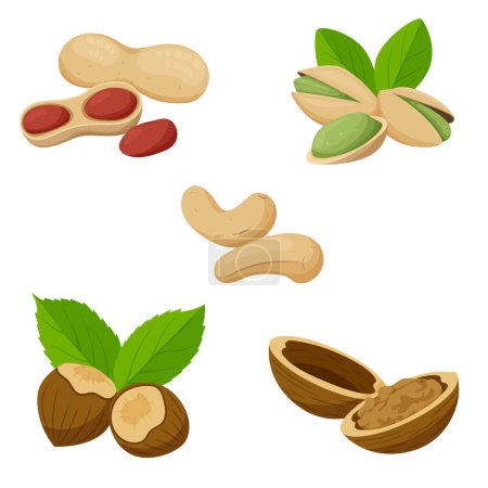 Un juego de nueces diferentes. Anacardos, cacahuetes, pistachos, avellanas, nueces en cáscaras. Comida saludable, un ingrediente. Piso, estilo de dibujos animados. Ilustración vectorial a color aislada sobre fondo blanco