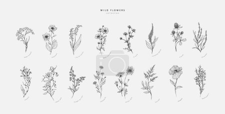 Conjunto de flores silvestres de moda y flores minimalistas para el logotipo o decoraciones. Dibujo de arte de línea mínima para impresión, portada o papel pintado