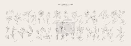 Illustration for Vector hand drawn cosmetic herbs set. Vintage trendy botanical elements. Hand drawn line leaves branches and blooming. Vector trendy greenery - Royalty Free Image