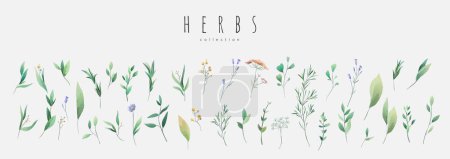 Illustration for Vector watercolor herbs and spices set. Vintage trendy botanical elements. Hand drawn line leaves branches and blooming. Vector trendy greenery - Royalty Free Image