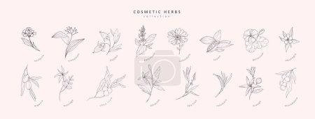 Vector hand drawn cosmetic herbs set. Vintage trendy botanical elements. Hand drawn line leaves branches and blooming. Vector trendy greenery