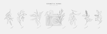 Ilustración de Set de hierbas cosméticas dibujadas a mano vectoriales. Elementos botánicos de moda vintage. La línea dibujada a mano deja ramas y florece. Vector verde de moda - Imagen libre de derechos