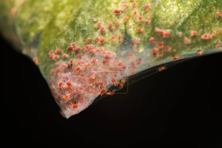 Super-Makro-Foto-Gruppe der Roten Spinnmilbe Befall auf Gemüse. Insektenkonzept.