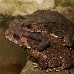 Closeup pair Toad in breeding season as nature background. Animal concept.