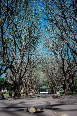 Téléchargez les photos : Chemin bétonné ou sentier couvert de branches de tunnel d'arbres nus, arche de Frangipani situé dans le musée national, attractions touristiques de la province de Nan, Thaïlande. - en image libre de droit