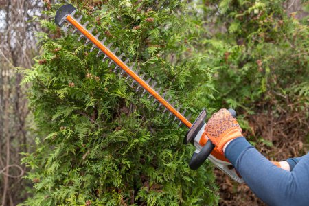 Male gardener, dressed in overalls, works with professional gardening tools in the backyard. Close-up. Hedge trimmer cutting bushes.