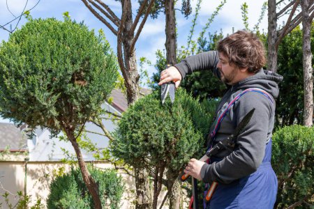 Photo for Male gardener pruning juniper with scissors, secateur. Making topiary. Niwaki. - Royalty Free Image