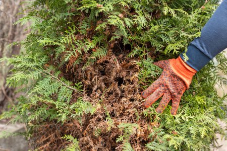 Foto de Manos de un jardinero en guante protector, que está quitando las ramas amarillas secas de los árboles de thuja. Primer plano. - Imagen libre de derechos