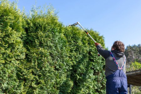 Photo for Male gardener using a long reach pole hedge trimmer to cut the top of a tall hedge. Professional gardener with a professional garden tools at work. - Royalty Free Image