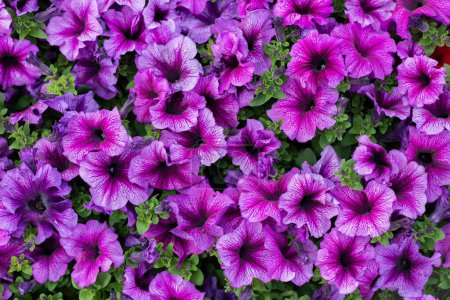 Téléchargez les photos : Des pétunias. De belles fleurs de pétunia violet vif. Bloom. Gros plan. - en image libre de droit