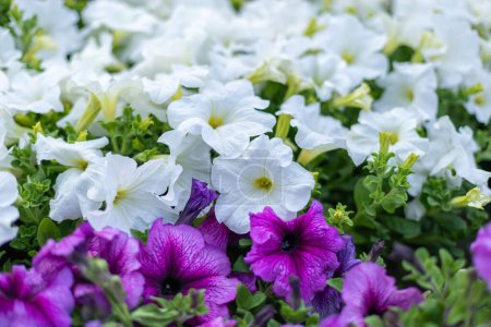 Téléchargez les photos : De belles fleurs de pétunia blanc vif et violet dans la serre. Cultivar annuel Petunia fleurit semis dans la serre moderne au printemps. Bloom. Gros plan. - en image libre de droit
