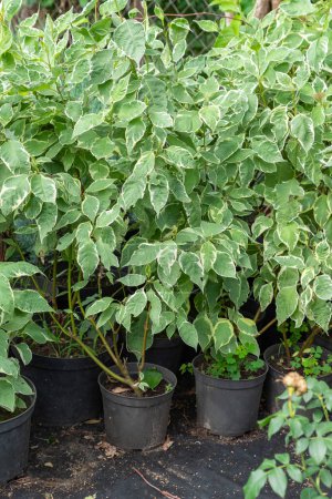 Photo for Row of young of ornamental shrub Variegated Dogwood (Cornus alba Sibirica Variegata) in plastic pots in garden center or greenhouse. - Royalty Free Image
