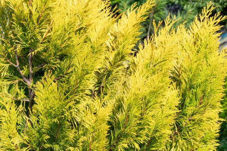False cypress branch is an evergreen shrub with golden-green needles illuminated by sunlight on a summer day. Close-up.