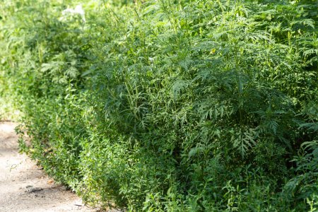Photo for Ragweed bushes. Ambrosia artemisiifolia causing allergy summer and autumn. Sneezing because of ragweed. Ambrosia pollen allergy concept. - Royalty Free Image