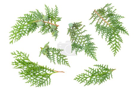 Thuja orientalis leaves foliage fragment. Medicinal Plant. Isolated on White. Branch of green thuja on a white background with shadow. Item for packaging, design, mockup and scene creator.
