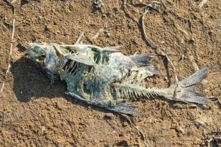 La descomposición del cadáver de un pez en el fondo de un lago seco. Cataclismo ambiental. Muerte de animales. Esqueleto de un pez. Peces muertos en la orilla de la arena.