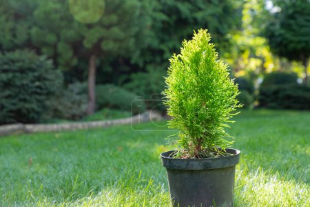 Photo for Thuja, cypress seedling are in black plastic pot in the garden, ready for planting. Gardening background photo with soft selective focus. Copy space. Close-up. - Royalty Free Image
