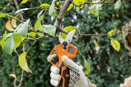 Cutting branches on fruit tree using battery powered pruning shears, secateur. Pruning electric tools. Farmers hand prunes and cuts branches of a tree in the garden with electric pruning shears or secateur in autumn. Autumn cut tree. Close up.