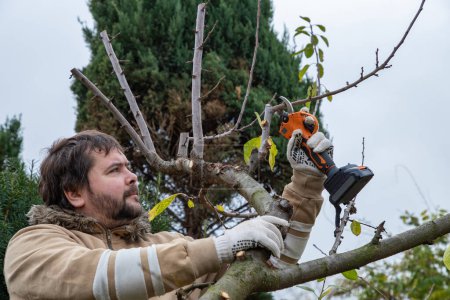 Male gardener prune fruit tree using battery powered pruning shears, secateur. Pruning electric tools. Farmers prunes and cuts branches of a tree in the garden with electric pruning shears or secateur in autumn. Autumn cut tree. Close up.