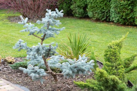 Photo for Garden bonsai, blue spruce, just formed garden topiary, niwaki garden tree in a backyard garden in a background of a green lawn. Close-up. - Royalty Free Image