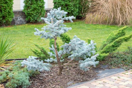 Photo for Garden bonsai, blue spruce, just formed garden topiary, niwaki garden tree in a backyard garden in a background of a green lawn. Close-up. - Royalty Free Image