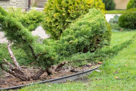 Photo for Garden bonsai, juniper, just formed garden topiary, niwaki garden tree in a backyard garden in a background of a green lawn. Close-up. - Royalty Free Image