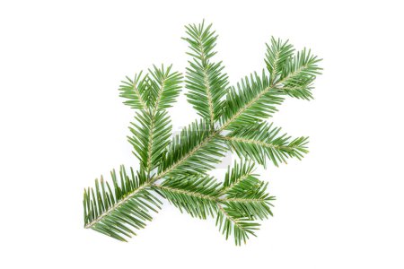 Green fir branch isolated on white background. Item for packaging, design, mockup and scene creator.