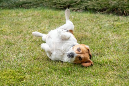 Cute, funny and happy dog lying on back at green grass lawn, upside down. Dog rolling in a field of grass with green bushes in background. Looks at camera.